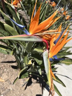 Color Pop | Nature